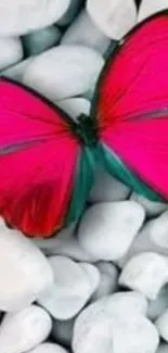 Pink butterfly on white pebbles wallpaper, vibrant and serene.