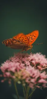 Orange butterfly resting on pink flowers with a dark green background.