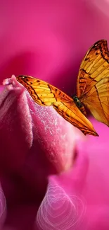 Orange butterfly on a vivid pink flower background.