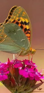 Vibrant butterfly perched on a bright pink flower with blurred background.