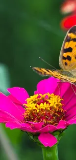 Colorful butterfly on a vibrant pink flower in nature.