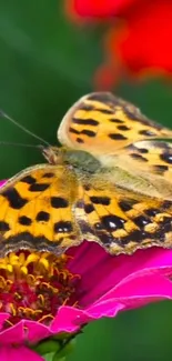 Butterfly on a vibrant pink flower with a blurred green background.