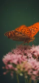 Vibrant orange butterfly on pink flowers, green background.