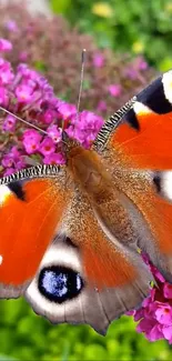 Vibrant butterfly on pink flowers close-up.