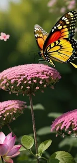 Butterfly on pink flowers in a vibrant garden.