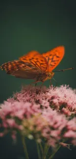 Orange butterfly resting on pink flowers with dark green background.