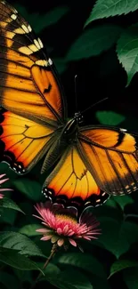 Vibrant orange butterfly on pink flowers among green leaves.