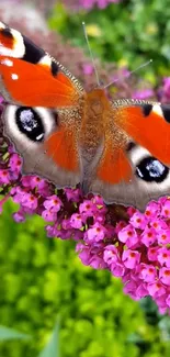 Orange butterfly on vivid pink flowers in a garden setting.