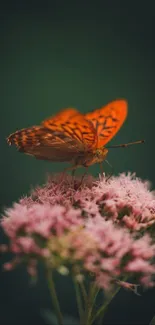 Orange butterfly on pink flowers against a blurred dark green background.