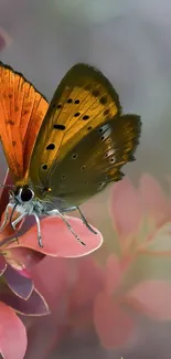 A vibrant butterfly sits on pink leaves, set against a blurred background.