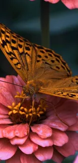 Vibrant butterfly resting on pink zinnia flower.