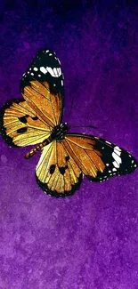 Vibrant orange butterfly on a textured purple background.