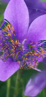 Vibrant butterfly perched on a purple flower.