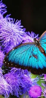 Blue butterfly resting on purple flowers, vibrant mobile wallpaper.