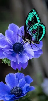 Bright butterfly on vibrant purple flowers