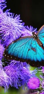 Blue butterfly on vibrant purple flowers wallpaper.