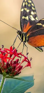 Vibrant orange and black butterfly on a red flower in a serene background.