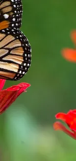 Butterfly resting on red flowers with green blurred background.