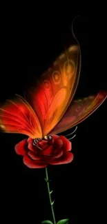 Vibrant butterfly perched on a red rose with a black background.