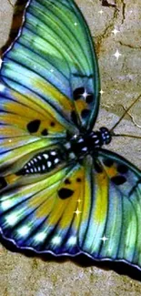 Vibrant butterfly resting on stone background.