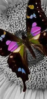 Colorful butterfly perched on a grey sunflower, vibrant and artistic design.