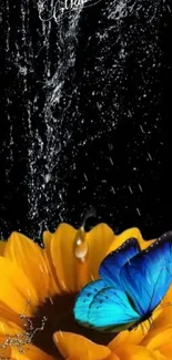 Blue butterfly resting on a bright sunflower with water splashes.