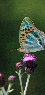 A vibrant butterfly rests on a purple thistle against a green backdrop.