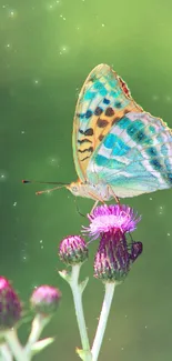 Vibrant butterfly on a thistle blossom with a green background.