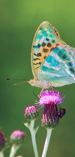 Vibrant butterfly perched on a purple thistle with a green background.