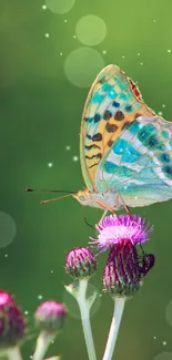 Colorful butterfly on thistle flower with green background.