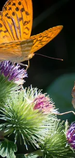 Vibrant orange butterfly on purple thistles wallpaper.