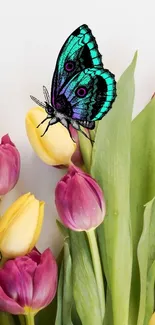 Teal butterfly on yellow and pink tulips wallpaper.