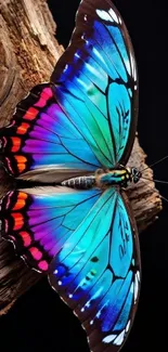 Vibrant butterfly with blue and pink wings resting on wooden surface.
