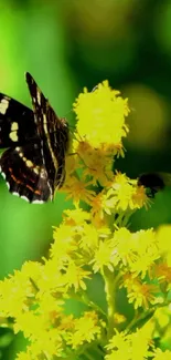 Black and white butterfly on yellow flowers with a green background.