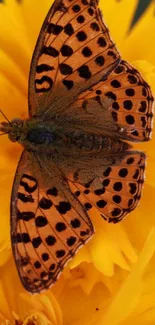 Colorful butterfly resting on vibrant yellow flower petals.