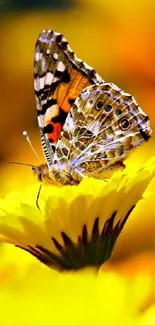 Butterfly resting on a vibrant yellow flower.