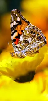 Vibrant butterfly perched on a yellow flower, showcasing natural beauty.