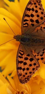 A vibrant butterfly rests on a vivid yellow flower, captured up-close.