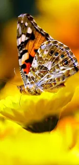 A vibrant butterfly perched on a vivid yellow flower.