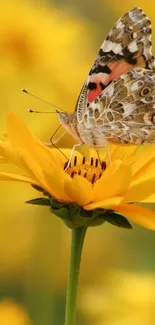 Vibrant butterfly resting on a yellow flower, with a soft yellow background.