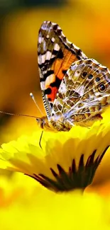 A vibrant butterfly on a yellow flower, perfect for nature-themed mobile wallpaper.