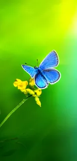 Blue butterfly perched on a yellow flower with green background.