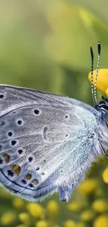 Blue butterfly rests gracefully on yellow flowers, close-up view.