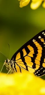 Butterfly on vibrant yellow flowers, perfect for a nature-themed phone wallpaper.