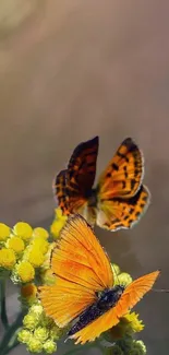 Orange butterfly resting on yellow flowers against a blurred nature background.