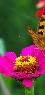 Butterfly on a bright pink zinnia flower with green backdrop.