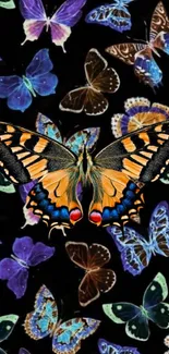 Dynamic wallpaper of colorful butterflies on a black background.