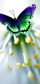 Vibrant butterfly on a flower background for mobile wallpaper.