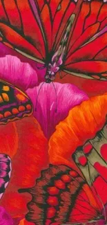 Vibrant butterfly wallpaper with red and orange hues.