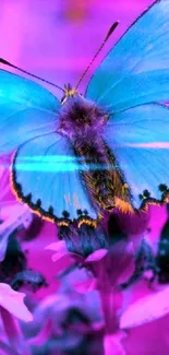 Colorful butterfly on flowers, vibrant blue and purple.